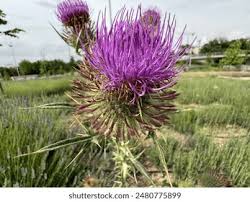 Attēlu rezultāti vaicājumam “Cirsium x rigens flower”