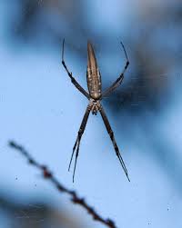 Image result for st andrews cross spider