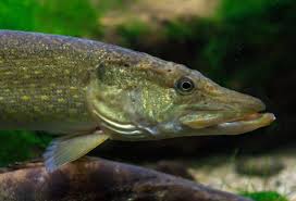 Image result for Esox lucius