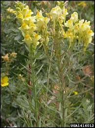 Image result for Linaria vulgaris
