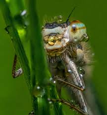 Attēlu rezultāti vaicājumam “Enallagma cyathigerum male”