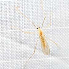 Attēlu rezultāti vaicājumam “Limoniidae”