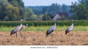 Attēlu rezultāti vaicājumam “Grus grus adult”