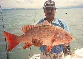 Image result for Lutjanus colorado