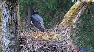 Attēlu rezultāti vaicājumam “Ciconia nigra nest”
