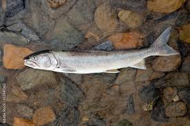 Image result for Salvelinus namaycush