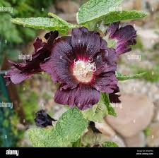 Image result for Stockrose