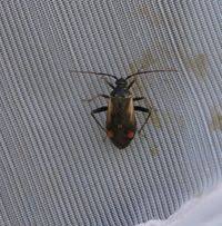 Attēlu rezultāti vaicājumam “Adelphocoris seticornis”