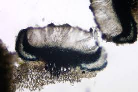 Attēlu rezultāti vaicājumam “Megalaria grossa”