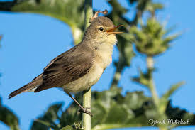 Image result for Hippolais polyglotta