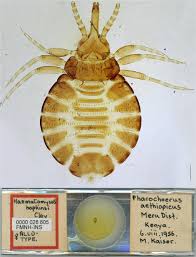 Attēlu rezultāti vaicājumam “Licea pusilla macro”