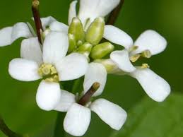 Image result for Alliaria petiolata