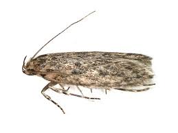 Attēlu rezultāti vaicājumam “Oecophoridae”