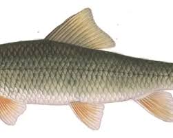 Image result for Moxostoma erythrurum