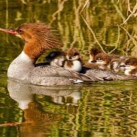 Attēlu rezultāti vaicājumam “Mergus merganser female”