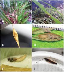 Attēlu rezultāti vaicājumam “Phylloneta cocoon”