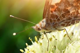 Attēlu rezultāti vaicājumam “Nymphalis xanthomelas pupa”
