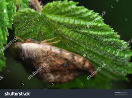 Attēlu rezultāti vaicājumam “Drepana falcataria”