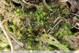 Attēlu rezultāti vaicājumam “Nardia geoscyphus”