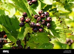Attēlu rezultāti vaicājumam “Crataegus chlorosarca”
