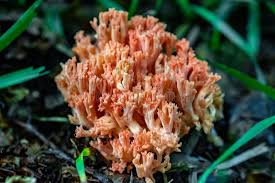 Attēlu rezultāti vaicājumam “Trichia botrytis var. cerifera macro”