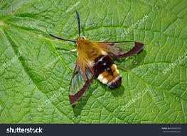 Attēlu rezultāti vaicājumam “Hemaris fuciformis”