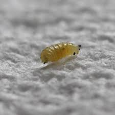 Attēlu rezultāti vaicājumam “Phytomyza ranunculi”