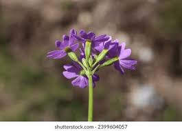 Attēlu rezultāti vaicājumam “Primula farinosa bud”