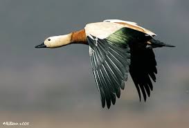 Attēlu rezultāti vaicājumam “Rusina ferruginea male”