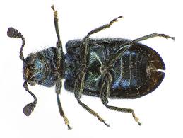 Attēlu rezultāti vaicājumam “Necrobia violacea”