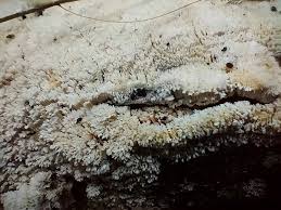 Attēlu rezultāti vaicājumam “Oxyporus corticola”