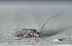 Attēlu rezultāti vaicājumam “Psococerastis gibbosa”