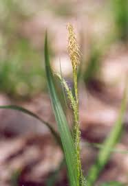 Attēlu rezultāti vaicājumam “Carex sylvatica”
