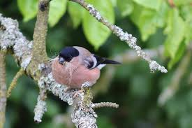 Attēlu rezultāti vaicājumam “Pyrrhula pyrrhula female”