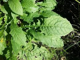Attēlu rezultāti vaicājumam “Crepis paludosa leaf”