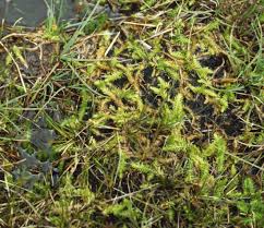 Attēlu rezultāti vaicājumam “Lycopodiella inundata”