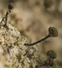 Attēlu rezultāti vaicājumam “Chaenotheca trichialis”