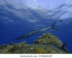 Image result for Sphyraena viridensis