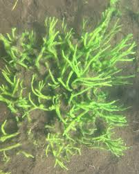 Attēlu rezultāti vaicājumam “Spongilla lacustris”