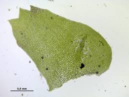 Attēlu rezultāti vaicājumam “Bazzania trilobata”