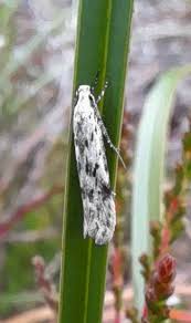 Attēlu rezultāti vaicājumam “Carpatolechia proximella”