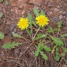 Attēlu rezultāti vaicājumam “Taraxacum suecicum leaf”