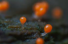 Attēlu rezultāti vaicājumam “Trichia decipiens”