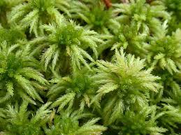 Attēlu rezultāti vaicājumam “Sphagnum squarrosum”