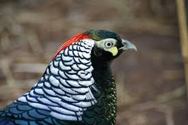 Image result for Chrysolophus amherstiae