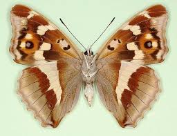 Attēlu rezultāti vaicājumam “Apatura iris male”