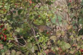 Attēlu rezultāti vaicājumam “Badhamia lilacina sessile”