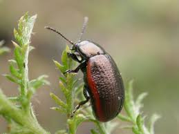 Attēlu rezultāti vaicājumam “Chrysolina sanguinolenta”