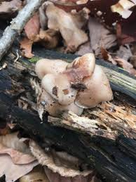 Attēlu rezultāti vaicājumam “Hypsizygus ulmarius”