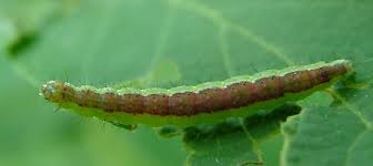 Attēlu rezultāti vaicājumam “Ypsolopha dentella”